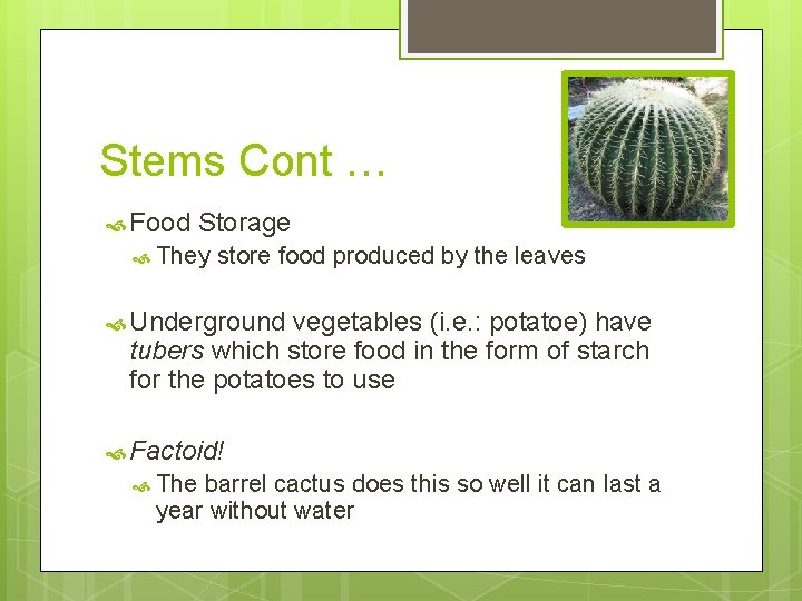 Stems Cont … Food Storage They store food produced by the leaves Underground vegetables