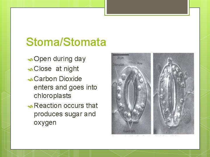 Stoma/Stomata Open during day Close at night Carbon Dioxide enters and goes into chloroplasts