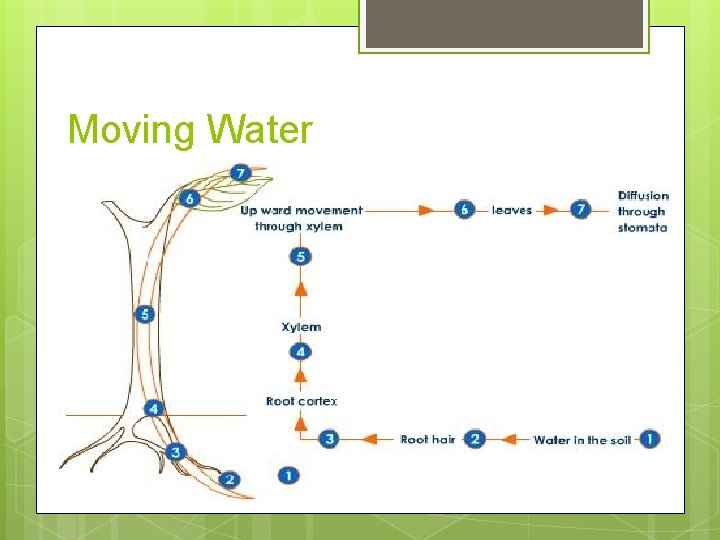 Moving Water Roots are pulling water in and it is going up via root