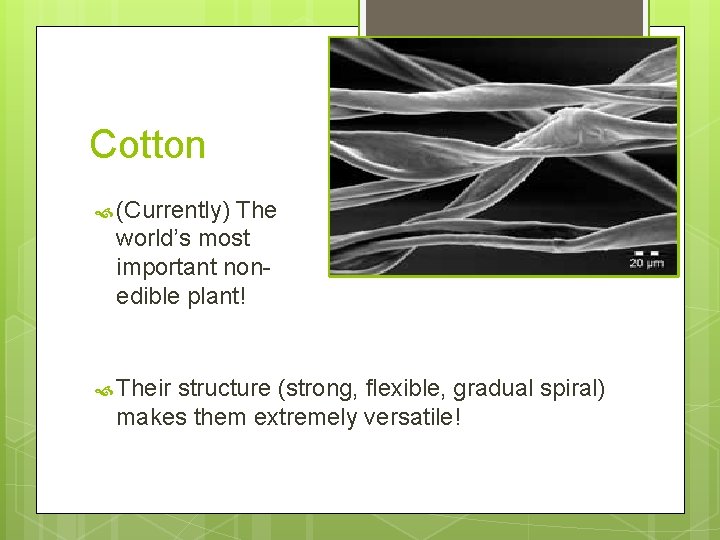 Cotton (Currently) The world’s most important nonedible plant! Their structure (strong, flexible, gradual spiral)