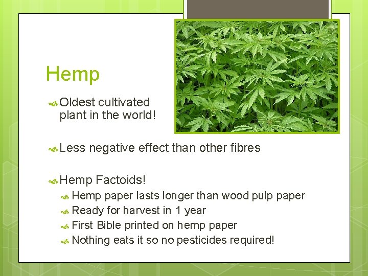 Hemp Oldest cultivated plant in the world! Less negative effect than other fibres Hemp