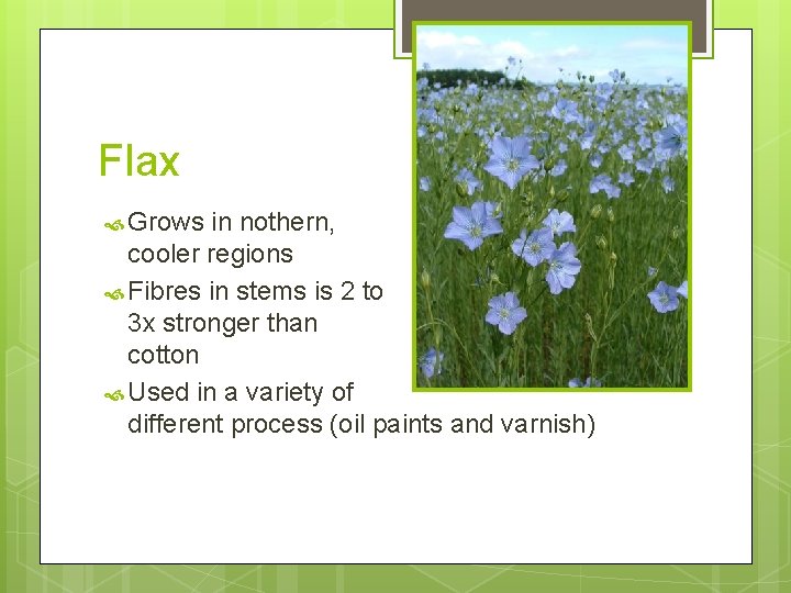 Flax Grows in nothern, cooler regions Fibres in stems is 2 to 3 x