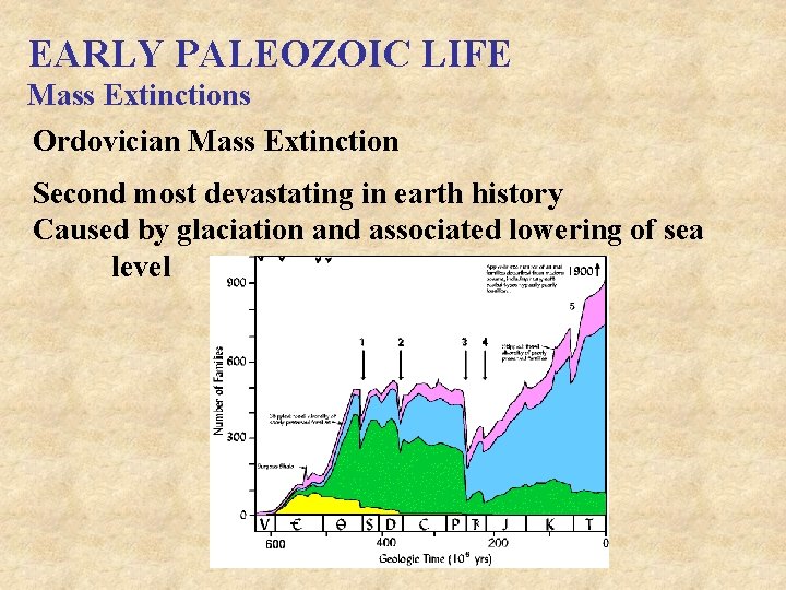 EARLY PALEOZOIC LIFE Mass Extinctions Ordovician Mass Extinction Second most devastating in earth history