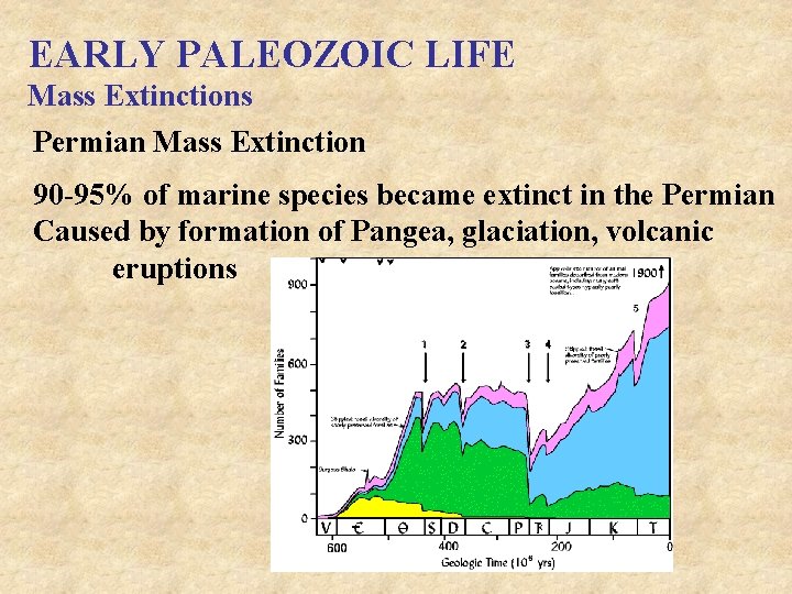 EARLY PALEOZOIC LIFE Mass Extinctions Permian Mass Extinction 90 -95% of marine species became