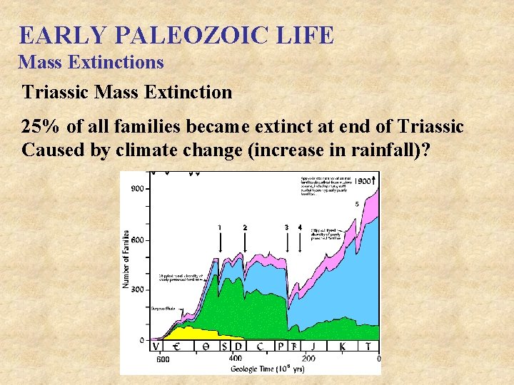 EARLY PALEOZOIC LIFE Mass Extinctions Triassic Mass Extinction 25% of all families became extinct