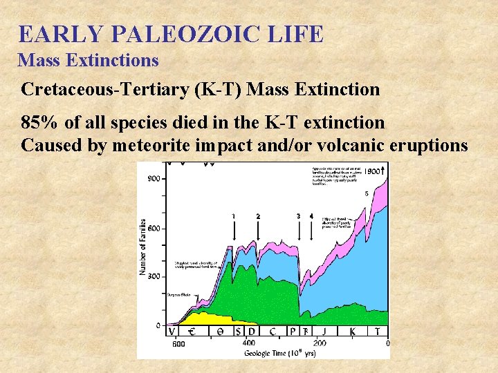 EARLY PALEOZOIC LIFE Mass Extinctions Cretaceous-Tertiary (K-T) Mass Extinction 85% of all species died