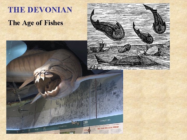 THE DEVONIAN The Age of Fishes 