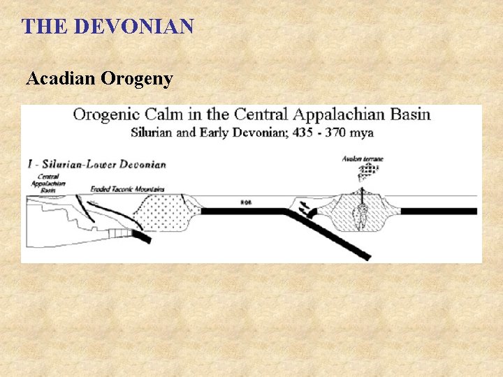 THE DEVONIAN Acadian Orogeny 