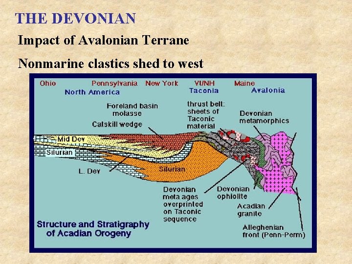 THE DEVONIAN Impact of Avalonian Terrane Nonmarine clastics shed to west 