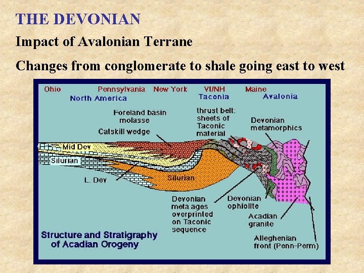 THE DEVONIAN Impact of Avalonian Terrane Changes from conglomerate to shale going east to