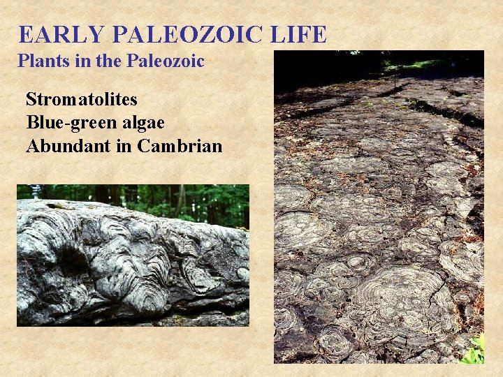 EARLY PALEOZOIC LIFE Plants in the Paleozoic Stromatolites Blue-green algae Abundant in Cambrian 