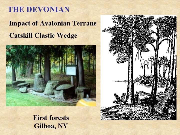 THE DEVONIAN Impact of Avalonian Terrane Catskill Clastic Wedge First forests Gilboa, NY 