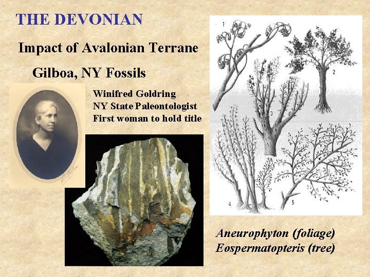 THE DEVONIAN Impact of Avalonian Terrane Gilboa, NY Fossils Winifred Goldring NY State Paleontologist