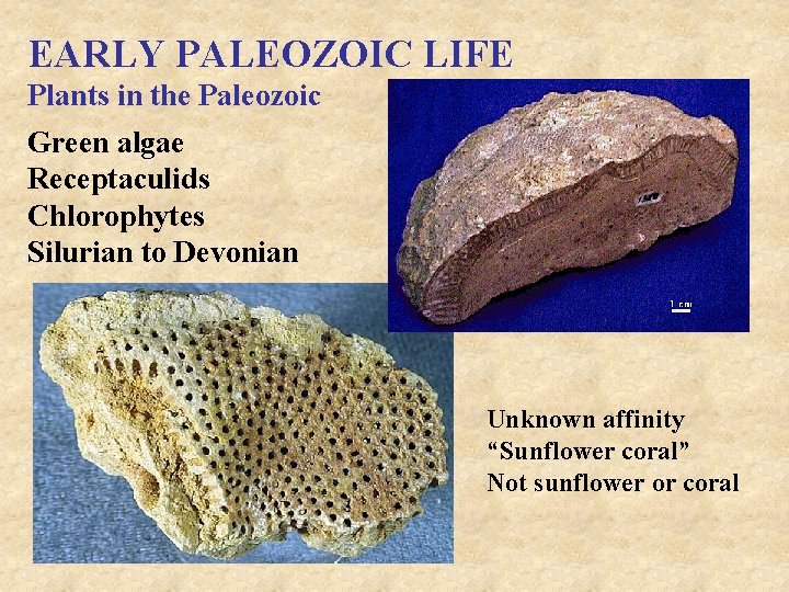 EARLY PALEOZOIC LIFE Plants in the Paleozoic Green algae Receptaculids Chlorophytes Silurian to Devonian