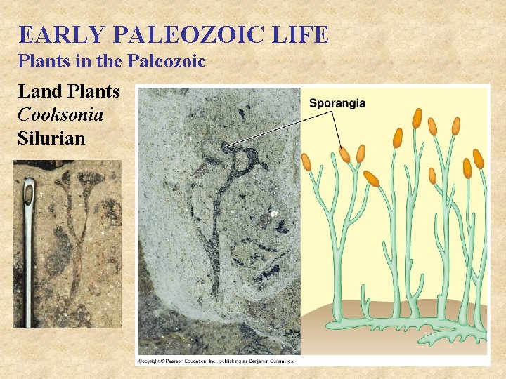 EARLY PALEOZOIC LIFE Plants in the Paleozoic Land Plants Cooksonia Silurian 