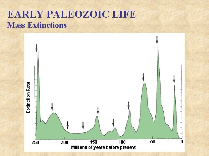 EARLY PALEOZOIC LIFE Mass Extinctions 