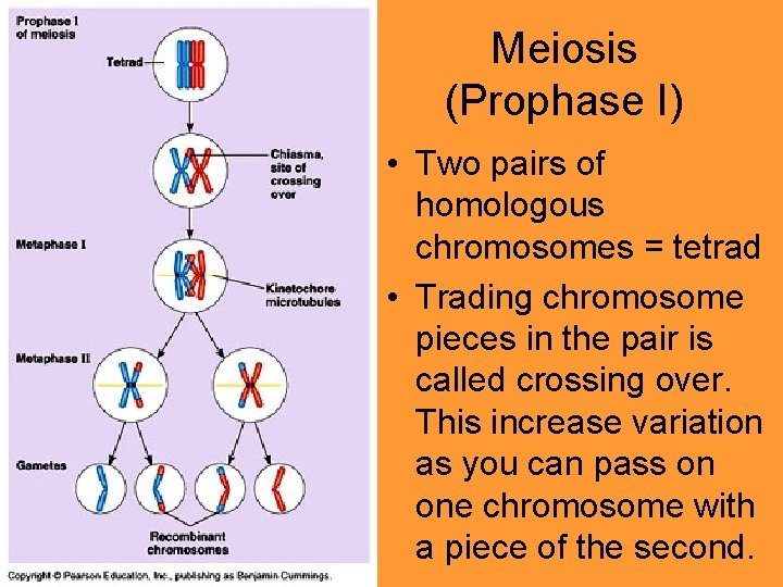 Meiosis (Prophase I) • Two pairs of homologous chromosomes = tetrad • Trading chromosome