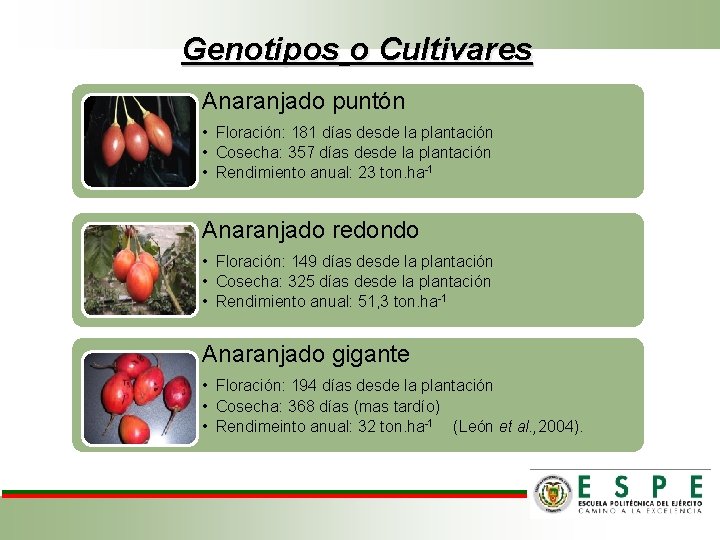 Genotipos o Cultivares Anaranjado puntón • Floración: 181 días desde la plantación • Cosecha: