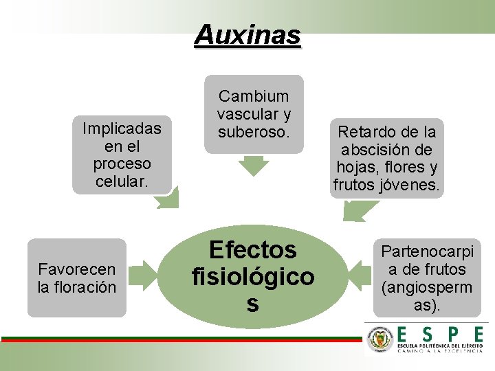 Auxinas Implicadas en el proceso celular. Favorecen la floración Cambium vascular y suberoso. Efectos