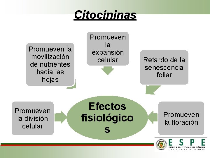 Citocininas Promueven la movilización de nutrientes hacia las hojas Promueven la división celular Promueven