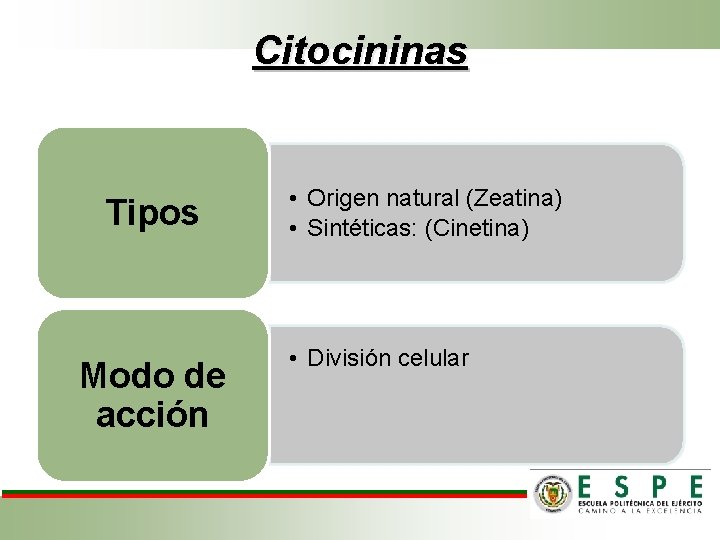 Citocininas Tipos Modo de acción • Origen natural (Zeatina) • Sintéticas: (Cinetina) • División