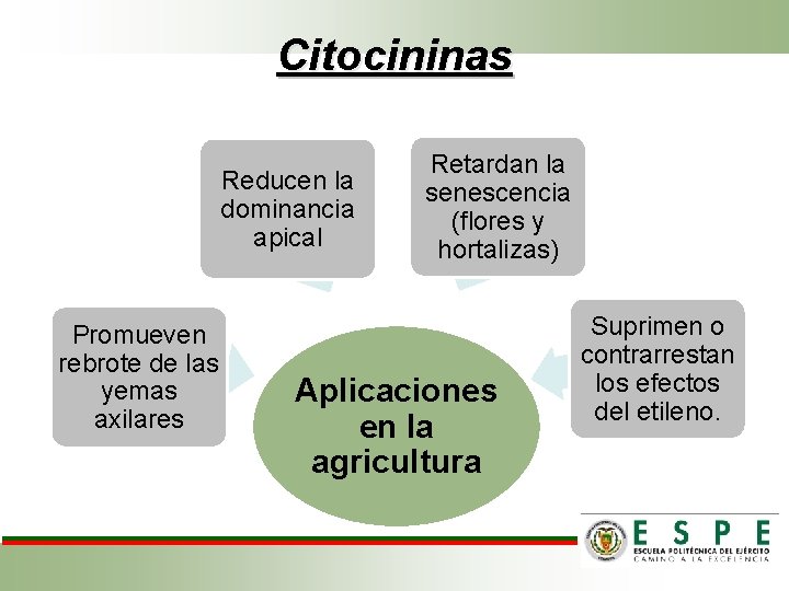 Citocininas Reducen la dominancia apical Promueven rebrote de las yemas axilares Retardan la senescencia