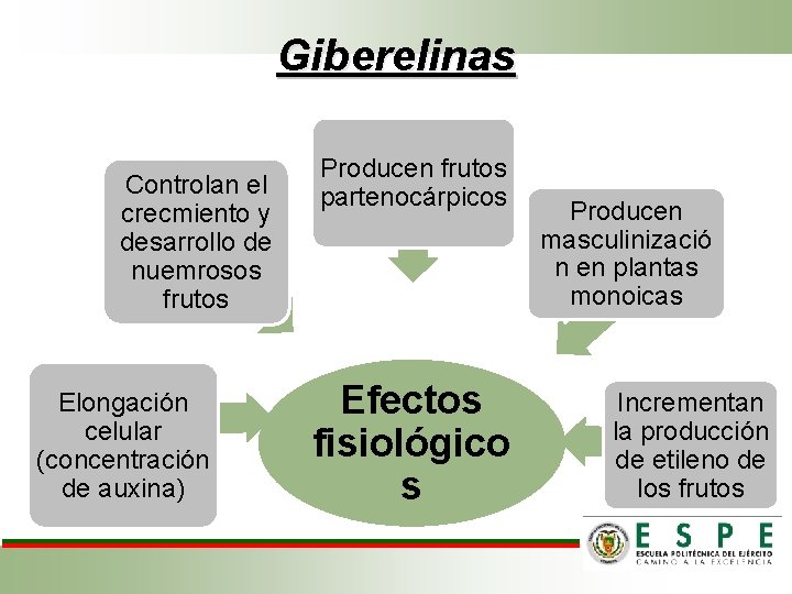 Giberelinas Controlan el crecmiento y desarrollo de nuemrosos frutos Elongación celular (concentración de auxina)