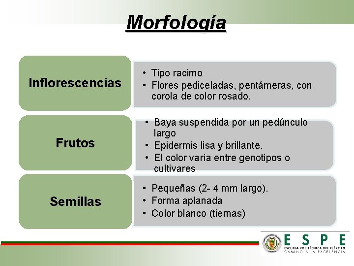 Morfología Inflorescencias • Tipo racimo • Flores pediceladas, pentámeras, con corola de color rosado.