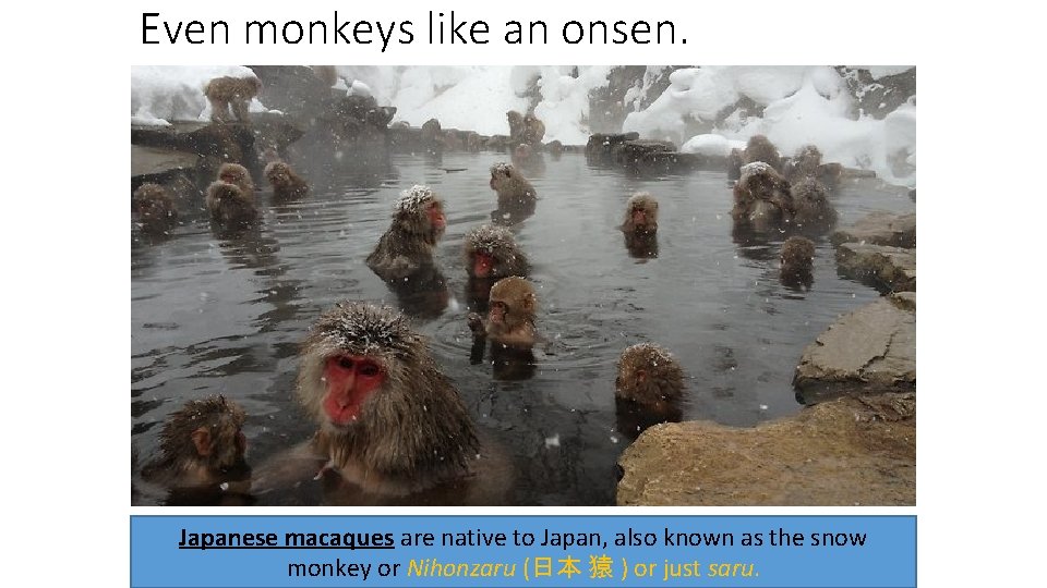 Even monkeys like an onsen. Japanese macaques are native to Japan, also known as