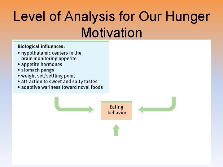 Level of Analysis for Our Hunger Motivation 