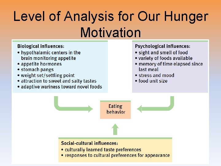 Level of Analysis for Our Hunger Motivation 