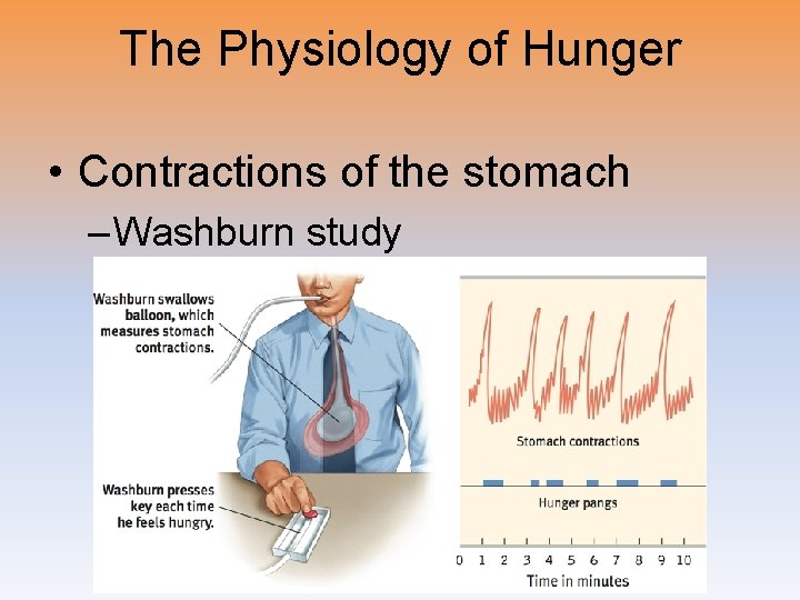 The Physiology of Hunger • Contractions of the stomach – Washburn study 