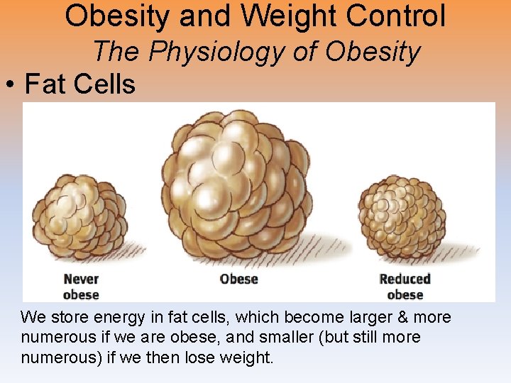 Obesity and Weight Control The Physiology of Obesity • Fat Cells We store energy