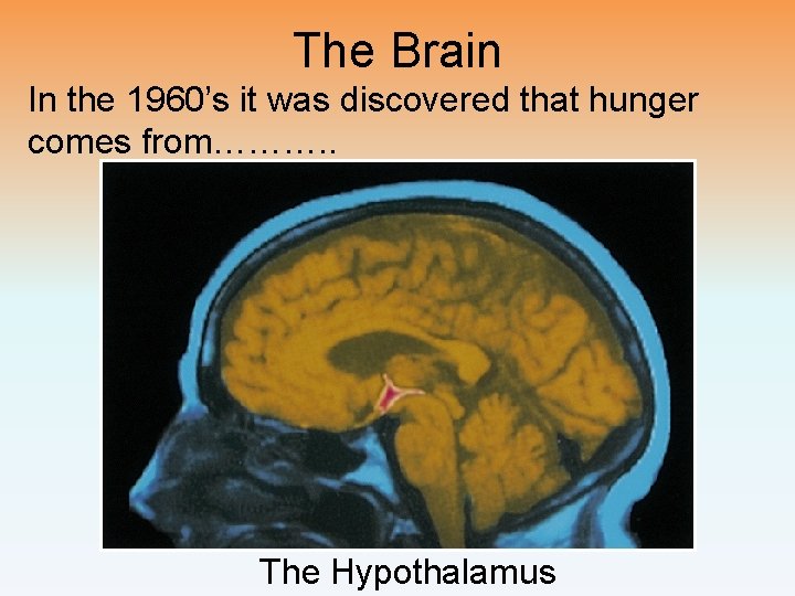 The Brain In the 1960’s it was discovered that hunger comes from………. . The