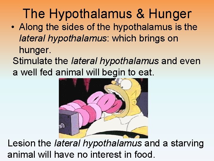 The Hypothalamus & Hunger • Along the sides of the hypothalamus is the lateral