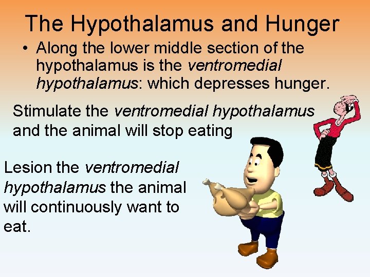 The Hypothalamus and Hunger • Along the lower middle section of the hypothalamus is