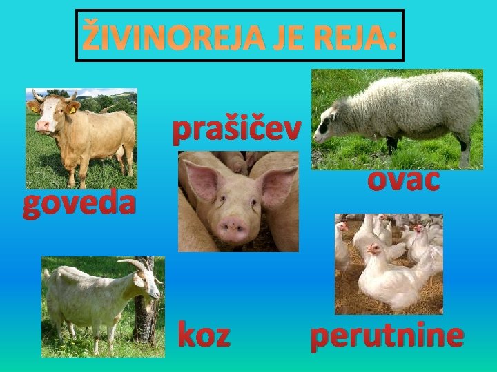ŽIVINOREJA JE REJA: prašičev ovac goveda koz perutnine 
