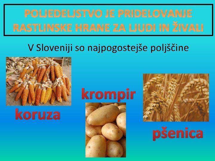 POLJEDELJSTVO JE PRIDELOVANJE RASTLINSKE HRANE ZA LJUDI IN ŽIVALI V Sloveniji so najpogostejše poljščine
