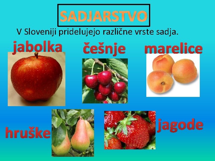 SADJARSTVO V Sloveniji pridelujejo različne vrste sadja. jabolka hruške češnje marelice jagode 