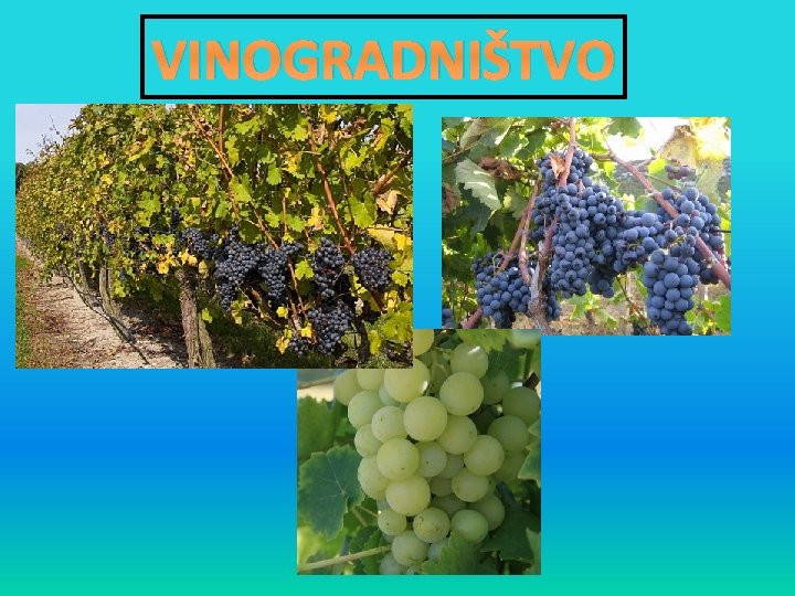 VINOGRADNIŠTVO 
