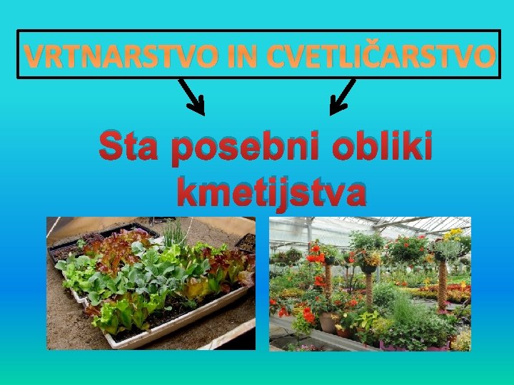 VRTNARSTVO IN CVETLIČARSTVO Sta posebni obliki kmetijstva 