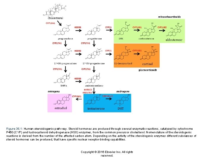Figure 36. 1: Human steroidogenic pathway. Steroid hormones are produced through several enzymatic reactions,