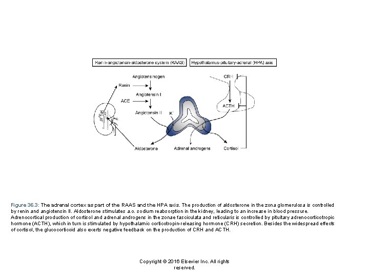 Figure 36. 3: The adrenal cortex as part of the RAAS and the HPA