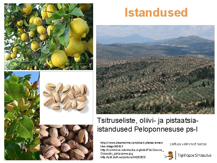 Istandused Tsitruseliste, oliivi- ja pistaatsiaistandused Peloponnesuse ps-l http: //www. dreamstime. com/stock-photos-lemontree-image 245613 http: //commons.