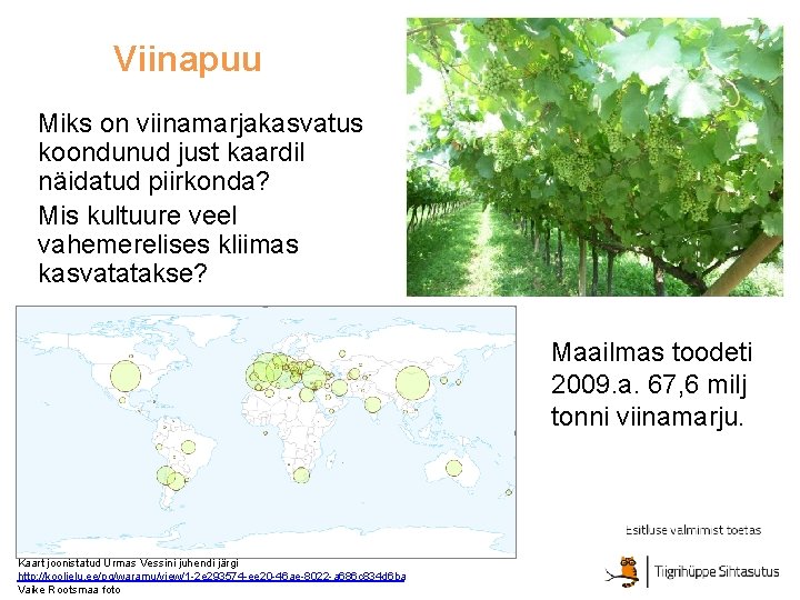 Viinapuu Miks on viinamarjakasvatus koondunud just kaardil näidatud piirkonda? Mis kultuure veel vahemerelises kliimas