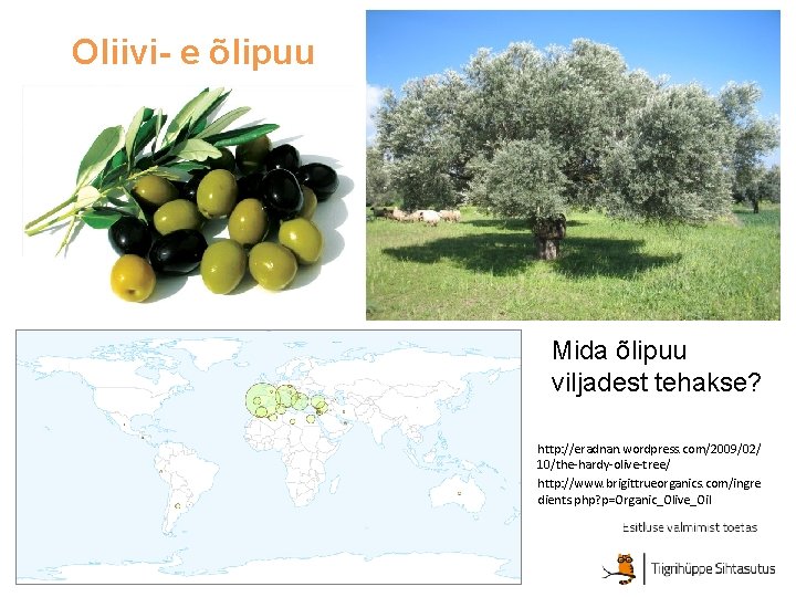 Oliivi- e õlipuu Mida õlipuu viljadest tehakse? http: //eradnan. wordpress. com/2009/02/ 10/the-hardy-olive-tree/ http: //www.
