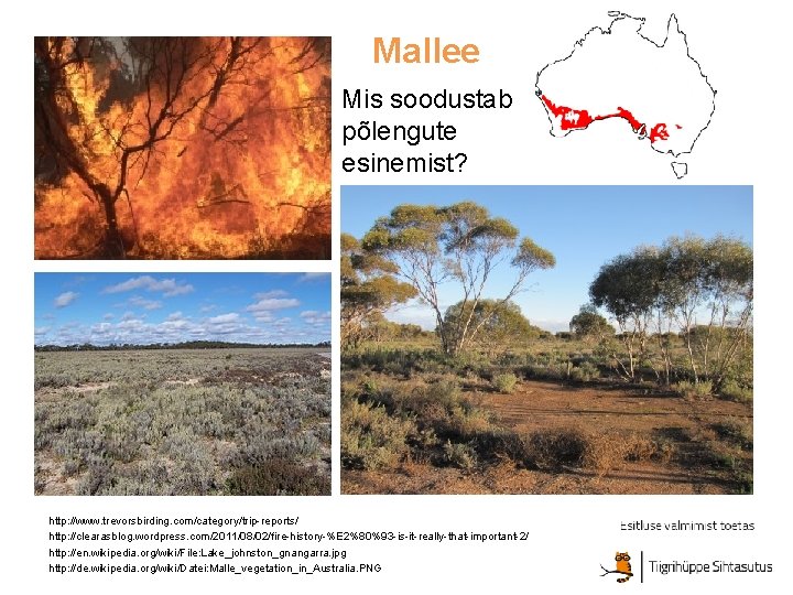 Mallee Mis soodustab põlengute esinemist? http: //www. trevorsbirding. com/category/trip-reports/ http: //clearasblog. wordpress. com/2011/08/02/fire-history-%E 2%80%93