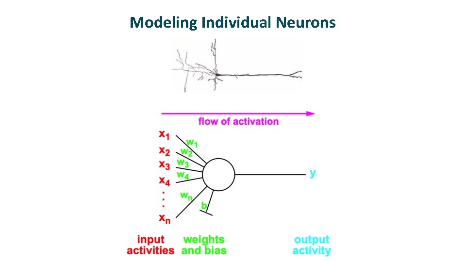 Modeling Individual Neurons Modeling Individual Neurons
