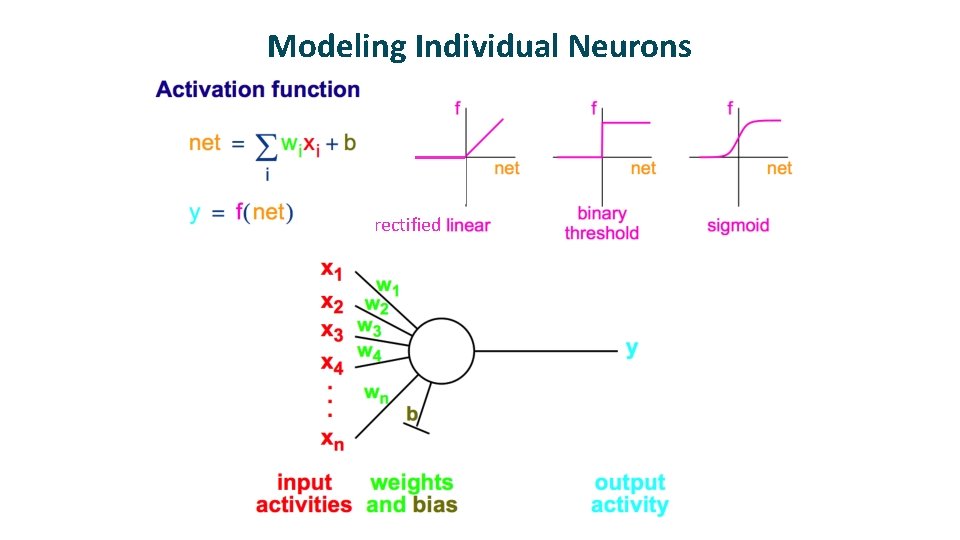 Modeling Individual Neurons rectified Modeling Individual Neurons rectified