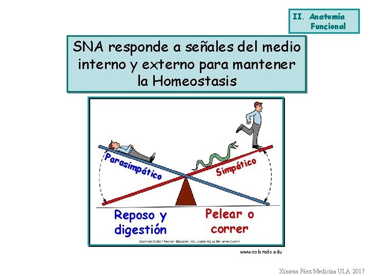 II. Anatomía Funcional SNA responde a señales del medio interno y externo para mantener